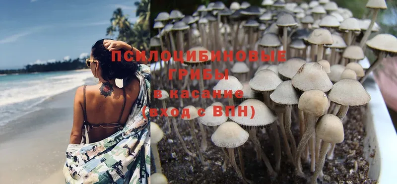 Галлюциногенные грибы Magic Shrooms  Шумиха 